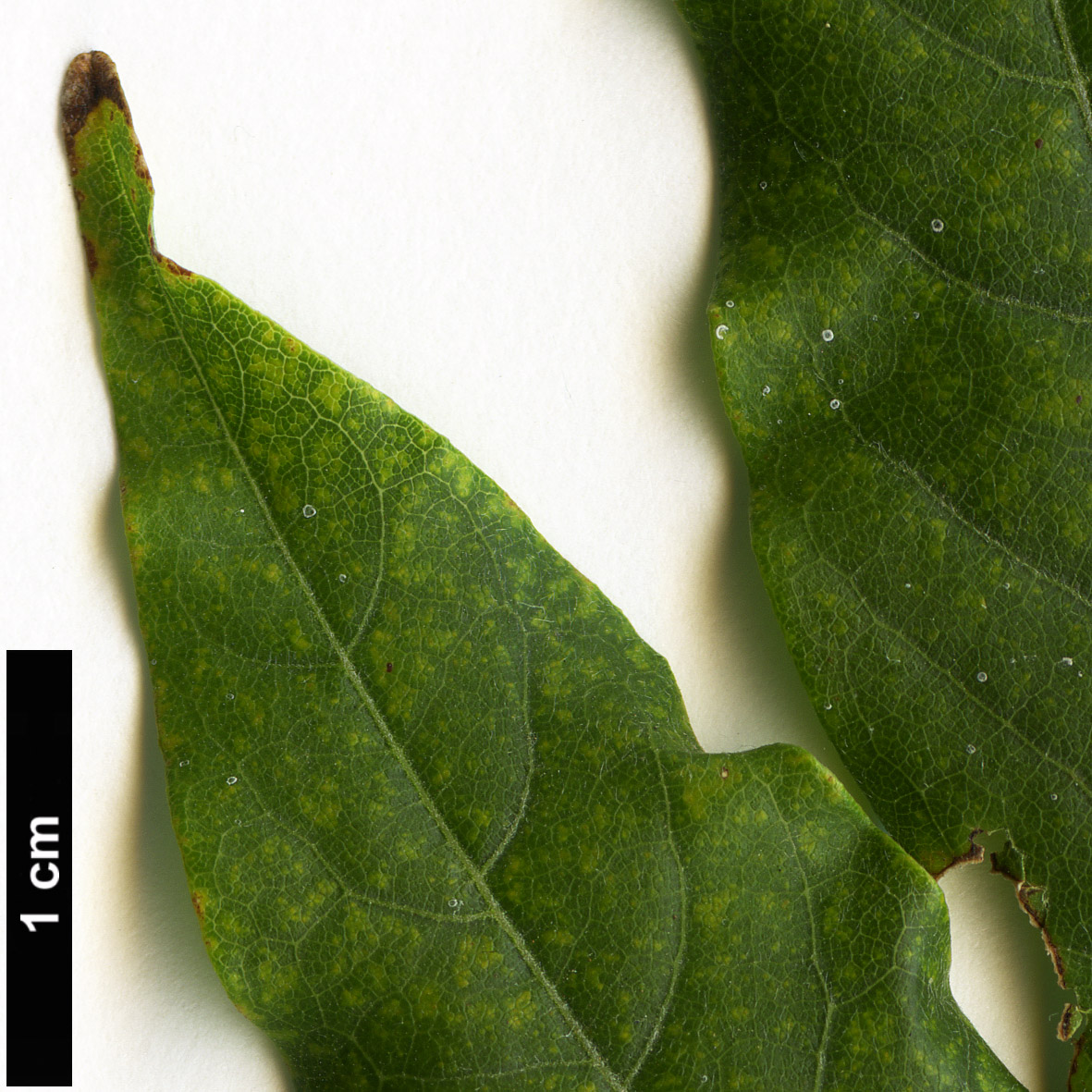 High resolution image: Family: Fabaceae - Genus: Wisteria - Taxon: frutescens - SpeciesSub: var. macrostachya